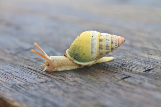 snail on the wood table in park