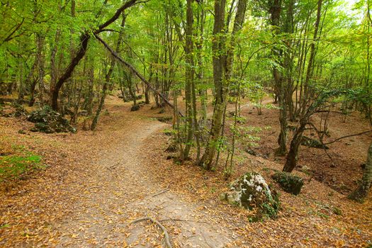 Footpath going through a forest