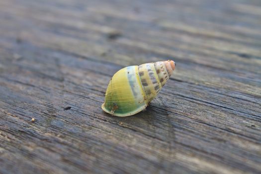 snail on the wood table in park