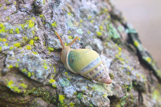 snail on the trunk tree in forest