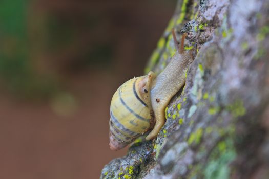 snail on the trunk tree in forest