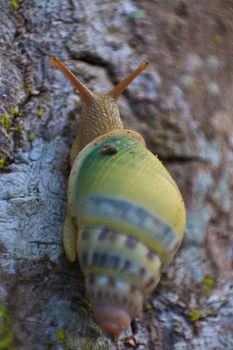 snail on the trunk tree in forest