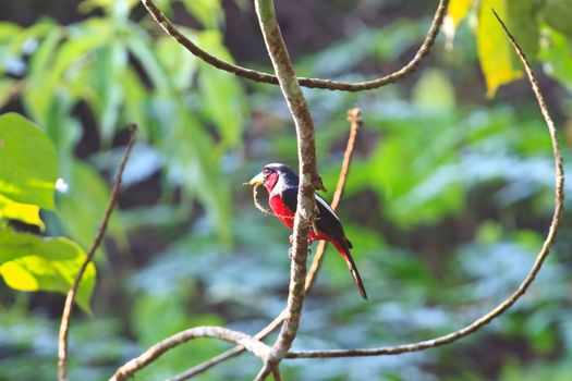 Colorful of black and red bird ( Black-and-Red broadbill (Cymbirhynchus macrorhynchos)) standing on a branch 