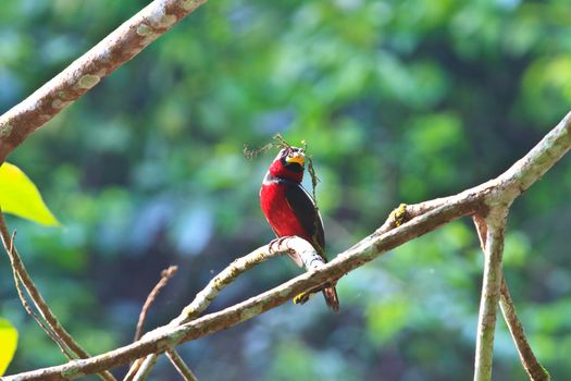 Colorful of black and red bird ( Black-and-Red broadbill (Cymbirhynchus macrorhynchos)) standing on a branch 