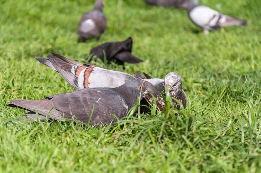 Feral pigeons on the grass in a park