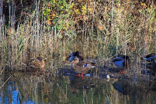 View of Mallards in the lagoon of Marano, Nature reserve of Valle canal Novo
