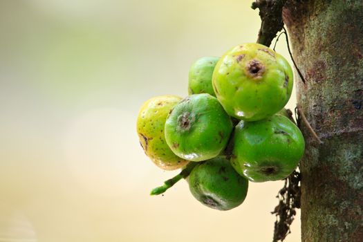 Fruits figs on the tree, Ficus carica