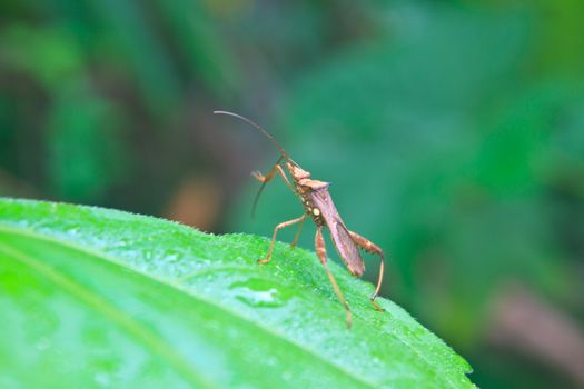 Insect on leaf, beautiful wildlife in nature