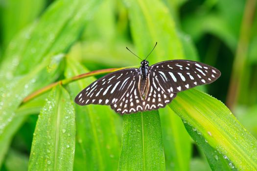 Beautiful Butterfly on leaf in a forest