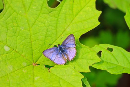 Beautiful Butterfly on leaf in a forest