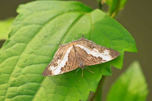 Beautiful Butterfly on leaf in a forest