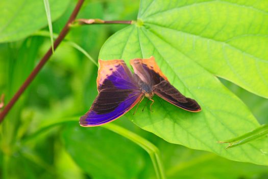 Beautiful Butterfly on leaf in a forest