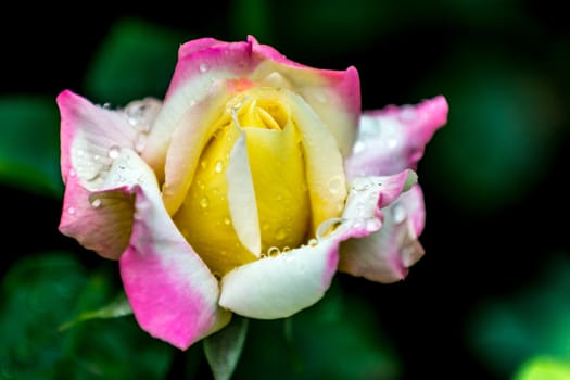 The  fresh yellow pink rose after light rain in  Beijing Botanical Garden.