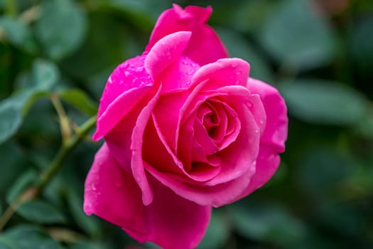 The  fresh pink rose after light rain in  Beijing Botanical Garden.