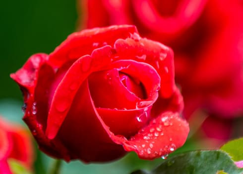 The  fresh red rose after light rain in  Beijing Botanical Garden.