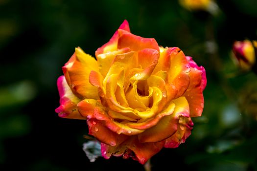 The  fresh yellow rose after light rain in  Beijing Botanical Garden.