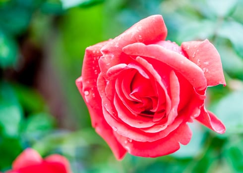 The  fresh red rose after light rain in  Beijing Botanical Garden.