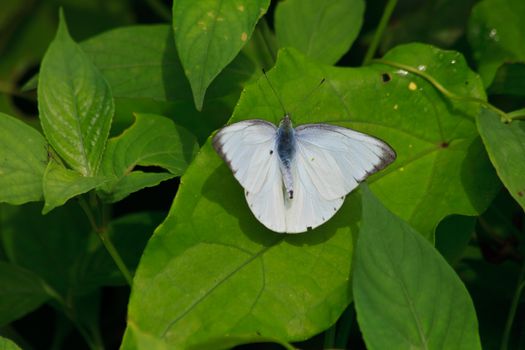 Beautiful Butterfly on leaf in a forest