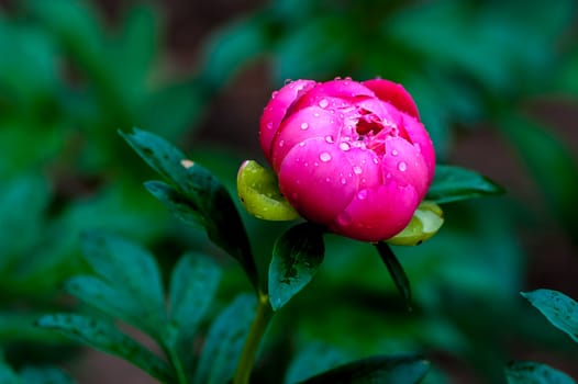 The  fresh pink peony after light rain in  Beijing Botanical Garden.