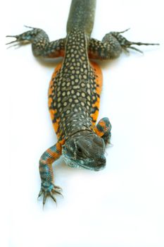 Butterfly Agama Lizard isolated on white background