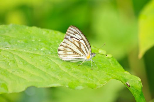 Beautiful Butterfly on leaf in a forest