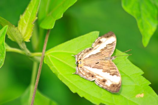 Beautiful Butterfly on leaf in a forest