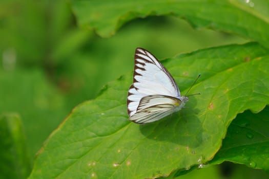 Beautiful Butterfly on leaf in a forest