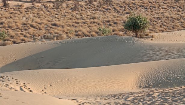 The Edge of the Desert showing sand dunes in foreground with camel tracks and dry shrubs in background witha row of green shrubs in middle