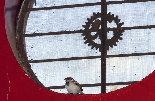 Sparrow sitting in Circular Redcolored screen Window with iron bars and "aum symbol" in center