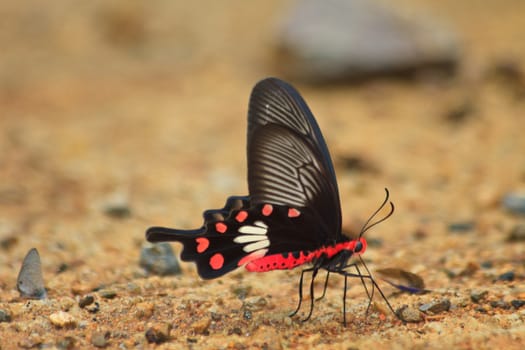 Beautiful Butterfly on ground in a forest