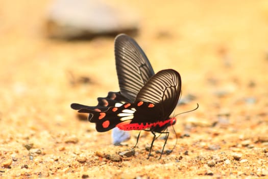 Beautiful Butterfly on ground in a forest