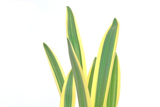 hymenocallis littoralis or Spider Lily leaf on background