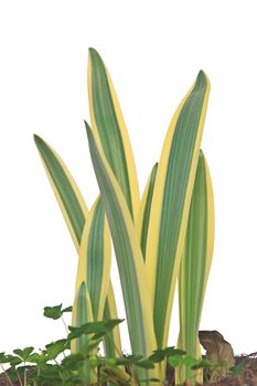 hymenocallis littoralis or Spider Lily leaf on background