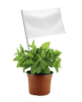 Healthy and organic food concept. Fresh mint plant in pot with flag showing the benefits or the price of fruits.