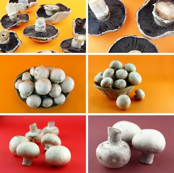Healthy and organic food, Set of fresh mushrooms.
