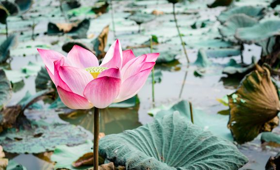 Pink lotus is blooming in the pond.