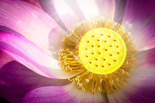 Pink lotus is blooming in the pond.