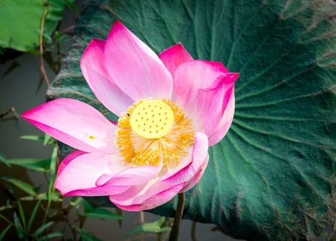 Pink lotus is blooming in the pond.