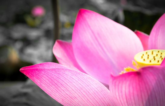 Pink lotus is blooming in the pond.