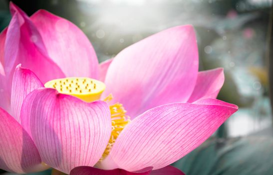 Pink lotus is blooming in the pond.