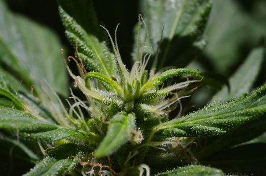 Blooming Cannabis Marijuana Green Buds Ripe Flowers