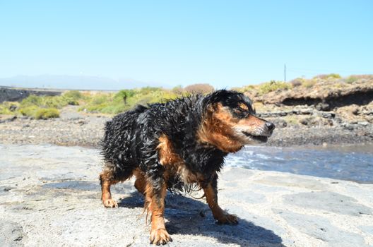 Wet Black Dog near a Beach on The Atlantic Ocean