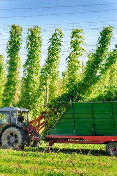 Harvesting the Hop with a Truck, taken in Upper Austria