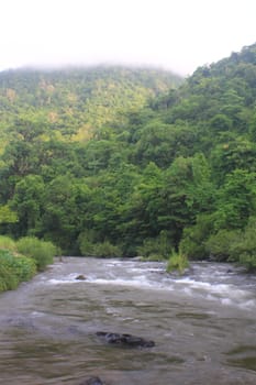 River in deep forest, river in evergreen forest in Thailand 