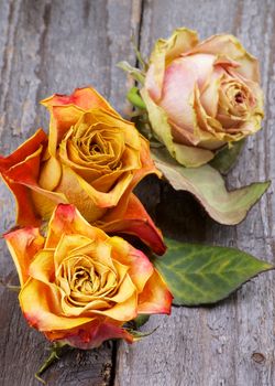 Three Beauty Colorful Withered Roses with Leafs closeup on Rustic Wooden background