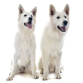 Purebred White Swiss Shepherds in front of white background