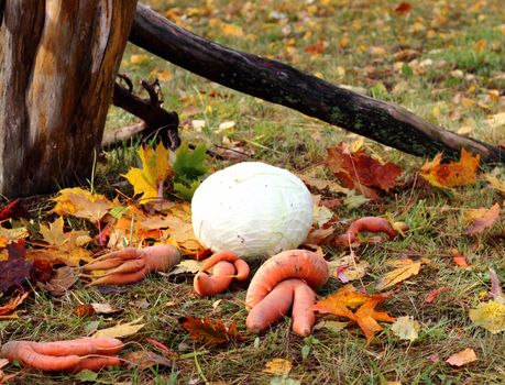 Autumn harvest - organic vegetables on the grass 