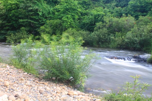 River in deep forest, river in evergreen forest in Thailand 