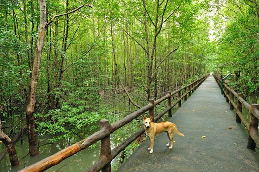 The forest mangrove at Songkra, Thailand.