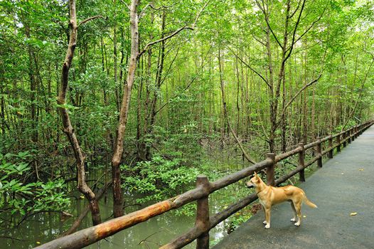 The forest mangrove at Songkra, Thailand.